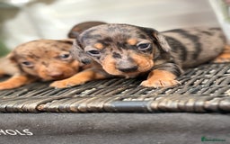 Miniature Dachshund dogs for sale: Miniature Daschund KC. PRA-OI-CRD-PRA-NCL - Image 16