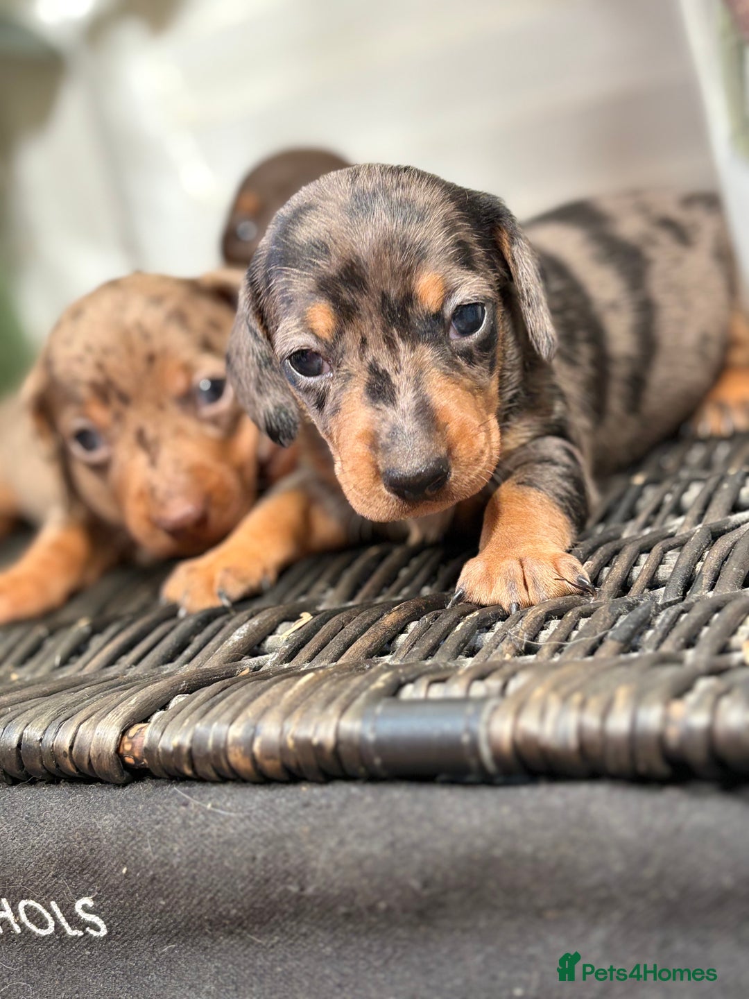Miniature Dachshund dogs for sale: Miniature Daschund KC. PRA-OI-CRD-PRA-NCL - Image 16