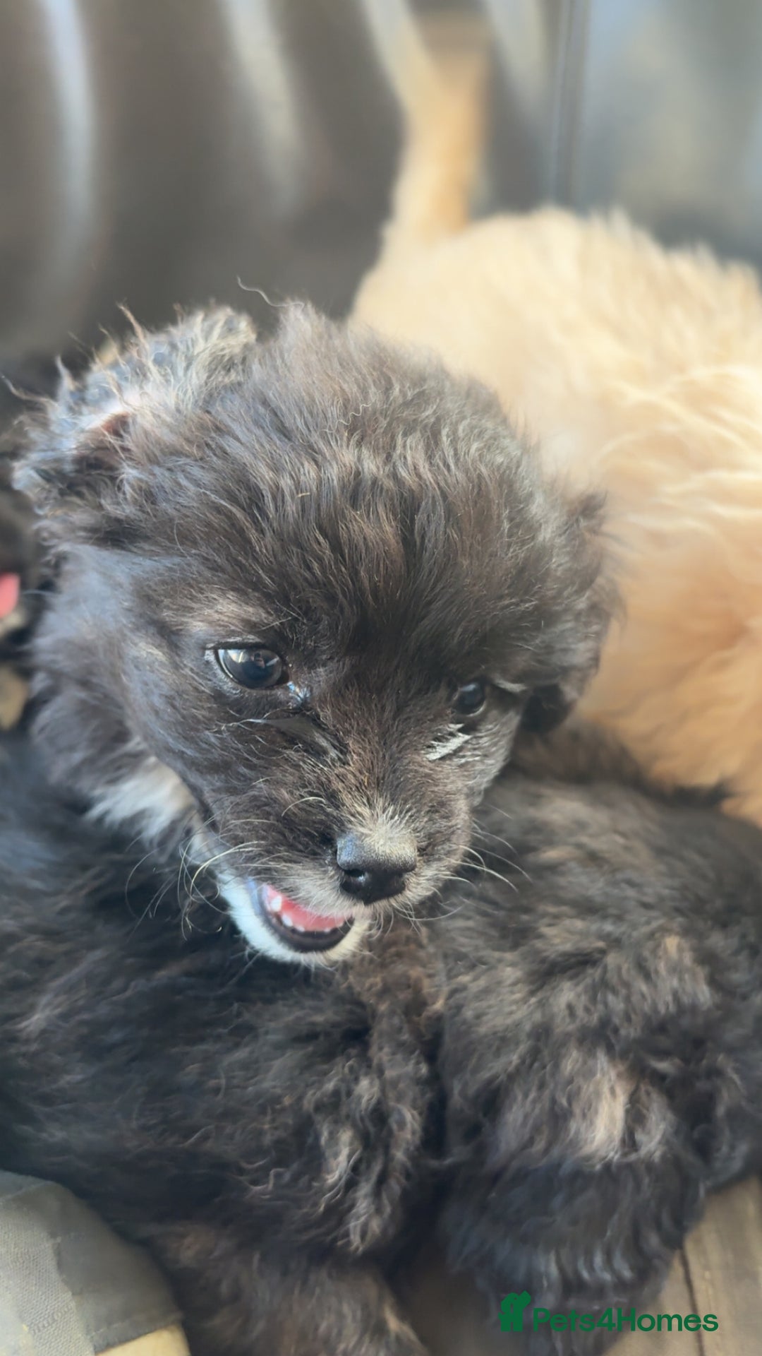 Mixed Breed dogs for sale: Cute Corgipoo s in need of home !! - Advert 3