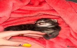 Mixed Breed cats for sale: Playful kittens for sale  - Image 3