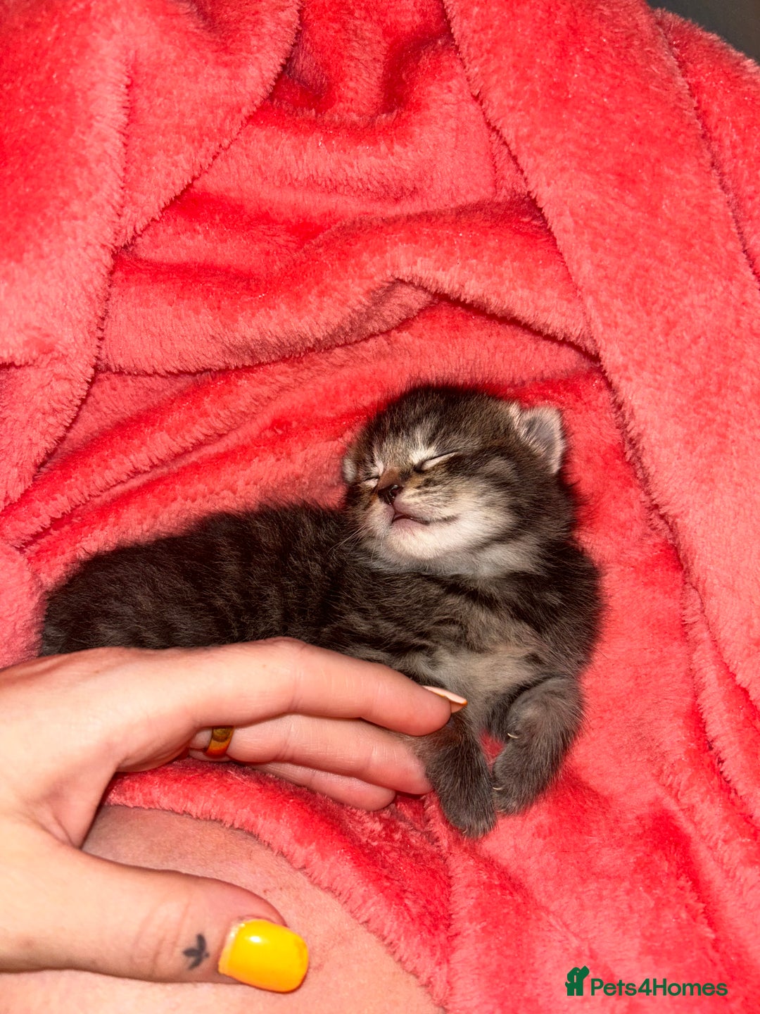 Mixed Breed cats for sale: Playful kittens for sale  - Image 3