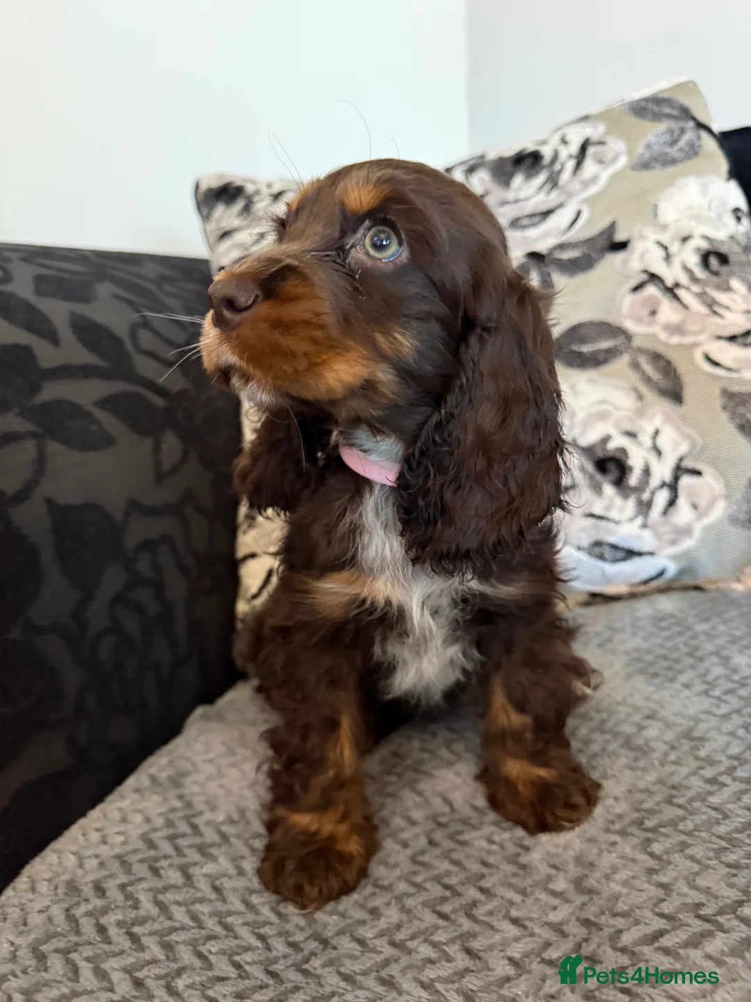 Cocker Spaniel dogs for sale: Chucky KC Cocker Spaniel Pup’s Ready Now - Advert 11
