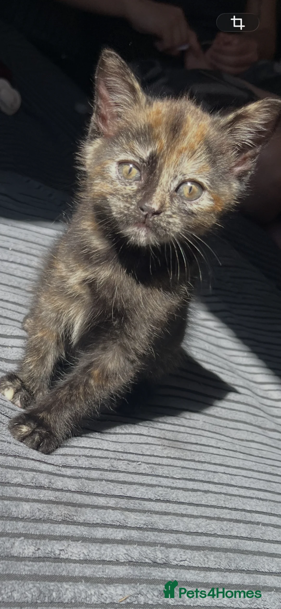 Mixed Breed cats for sale: Chimera cat - Advert 2