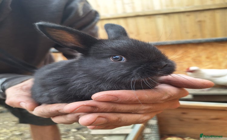 Mixed Breed rabbits - Advert 4