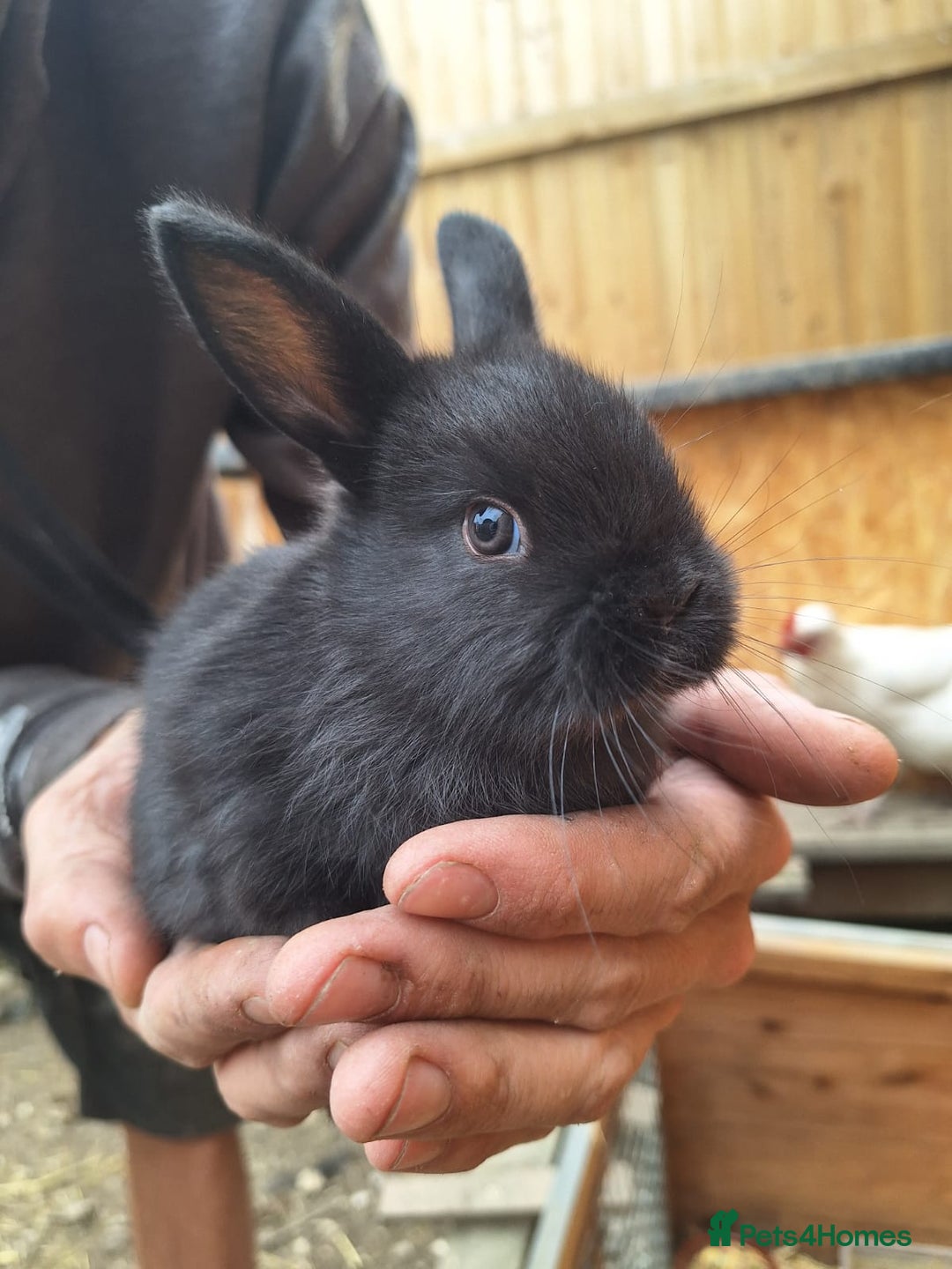 Mixed Breed rabbits for sale: Baby bunnies - Image 1