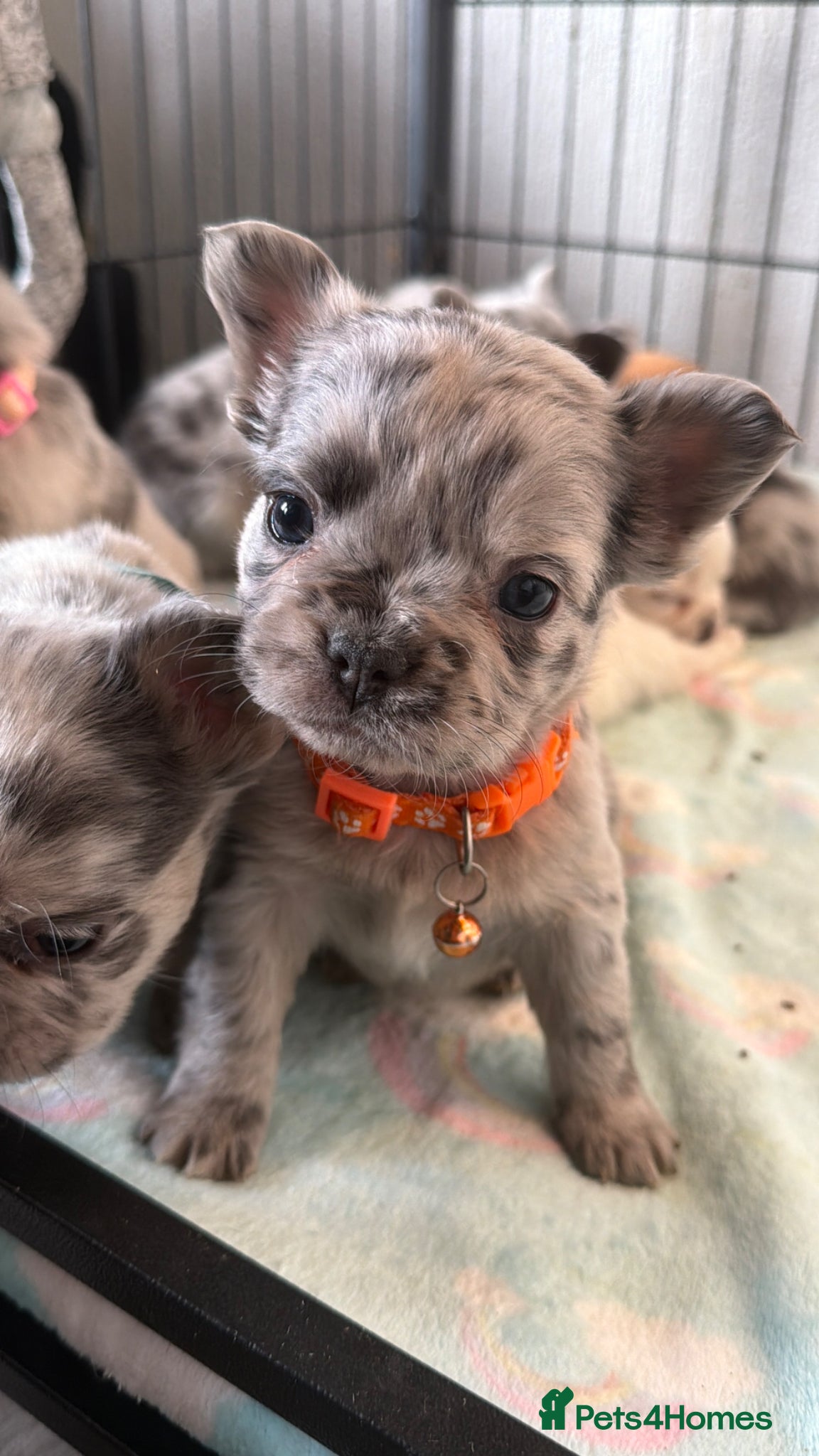 French Bulldog dogs Best in west mids.5 star super full fluffy litter - Advert 1