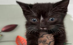 Domestic Shorthair cats for sale: Last 4 kittens left  - Image 5