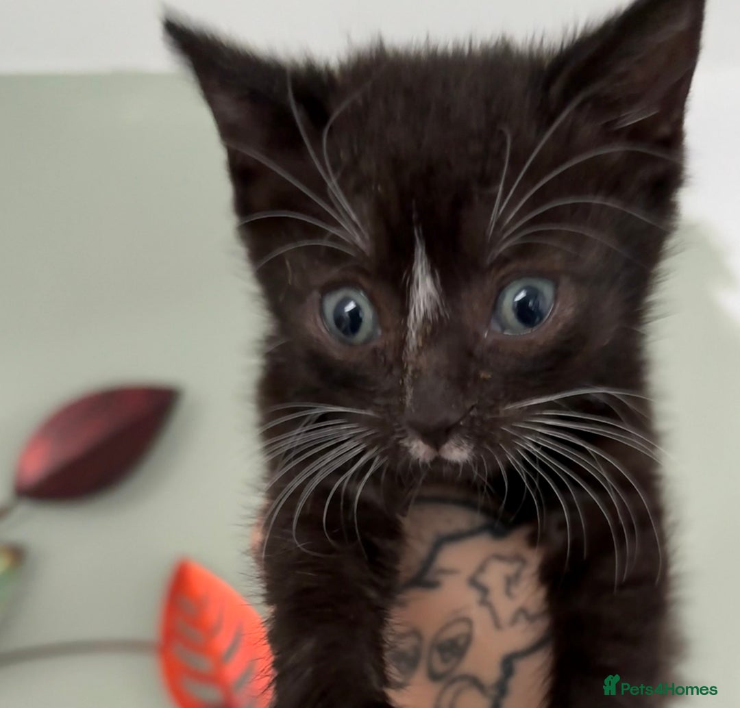 Domestic Shorthair cats for sale: Last 4 kittens left  - Image 5