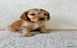 Cocker Spaniel dogs for sale: Show cockers kc registered simbawood lines - Image 16