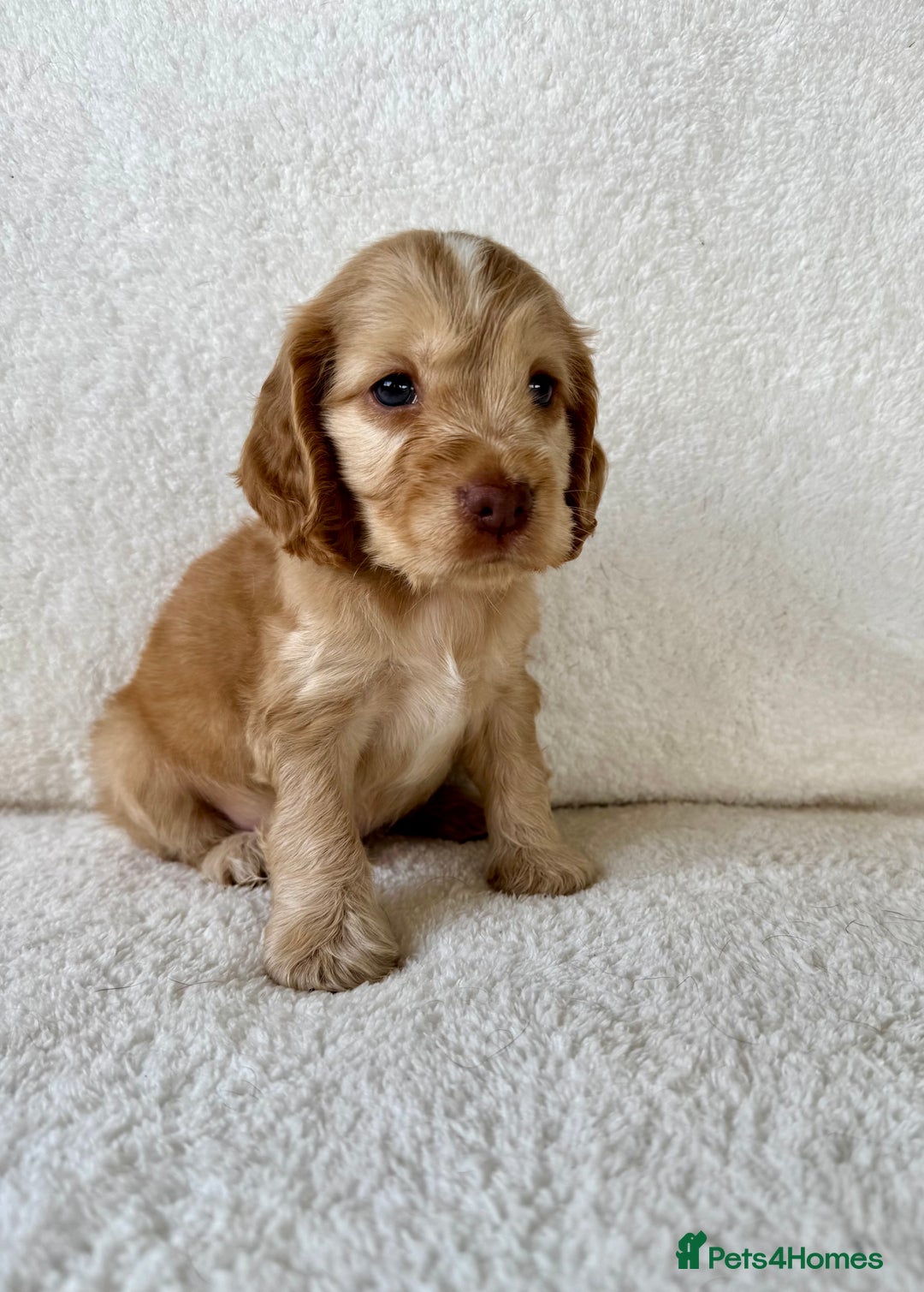 Cocker Spaniel dogs for sale: Show cockers kc registered simbawood lines - Image 16