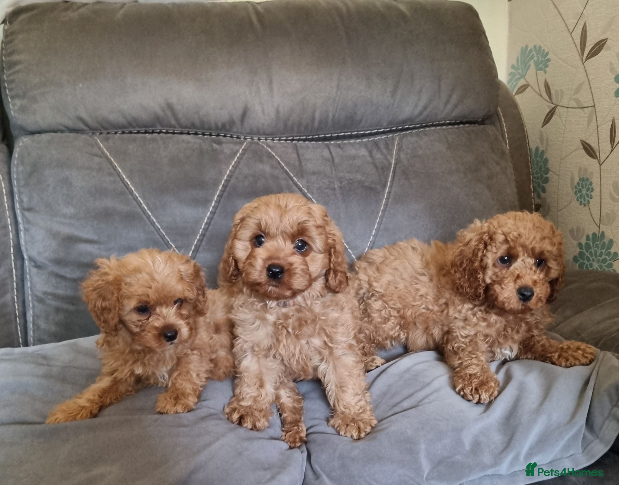 Cavapoo dogs Beautiful cavapoo puppies ready now  - Advert 8