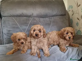 Cavapoo dogs Beautiful cavapoo puppies ready now - Advert 3