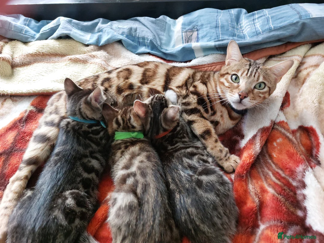 Mixed Breed cats for sale: Mixed/ x tabby/ half bengal kittens💙🧡💚 - Advert 2