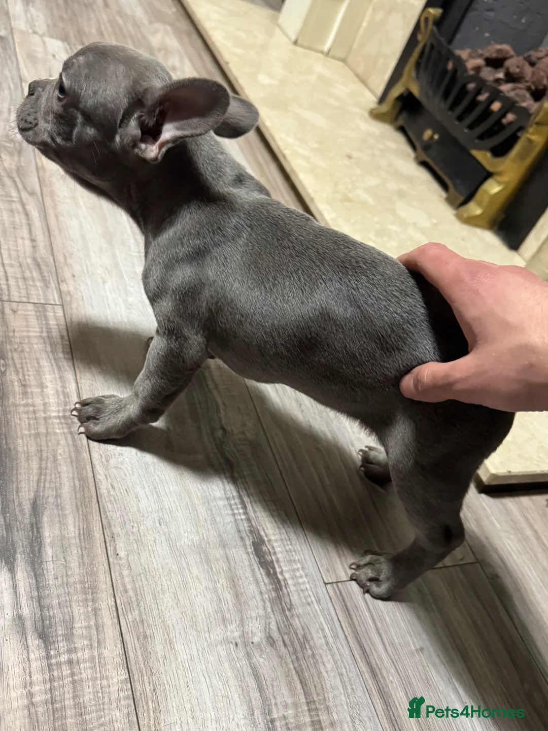 French Bulldog dogs for sale: French bulldogs for sale  in Nuneaton - Advert 2