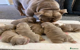 English Bulldog dogs for sale: Pedigree English Bulldog Puppies for sale •KC• - Image 2