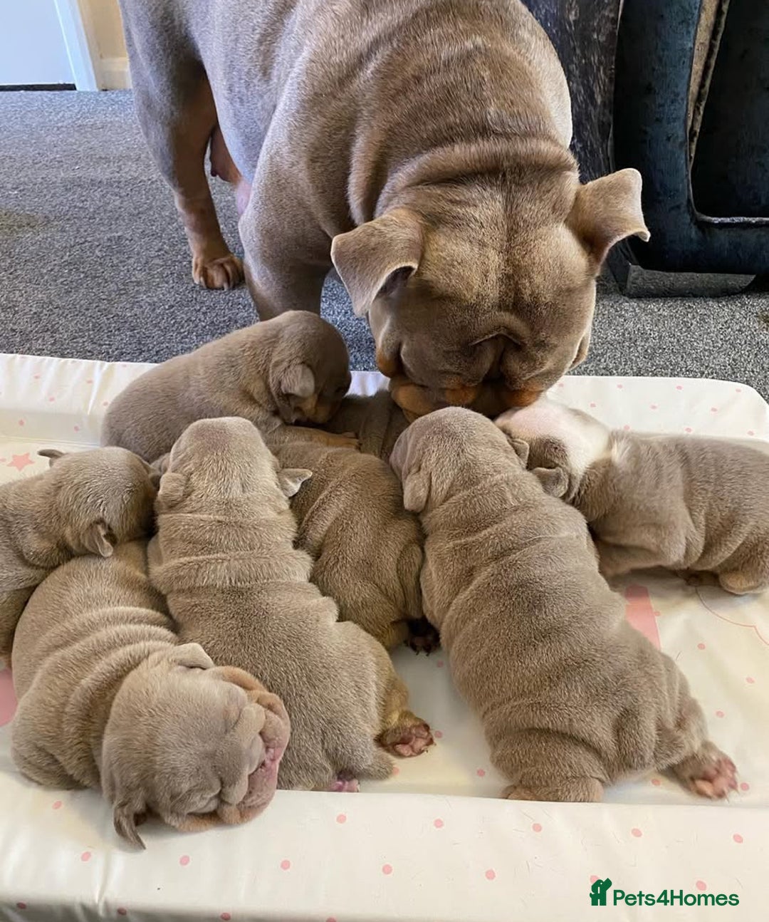 English Bulldog dogs for sale: Pedigree English Bulldog Puppies for sale •KC• - Image 2