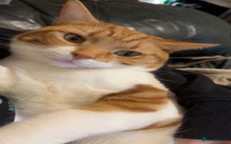 American Shorthair cats for sale: Ginger short hair  - Image 3