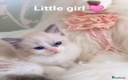 Ragdoll cats for sale: Health checked purebreed Ragdoll kittens in Mansfield - Image 24