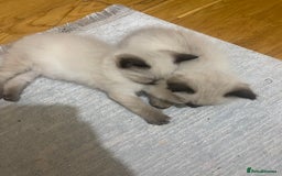 Ragdoll cats for sale: Ragdoll kittens - Advert 14