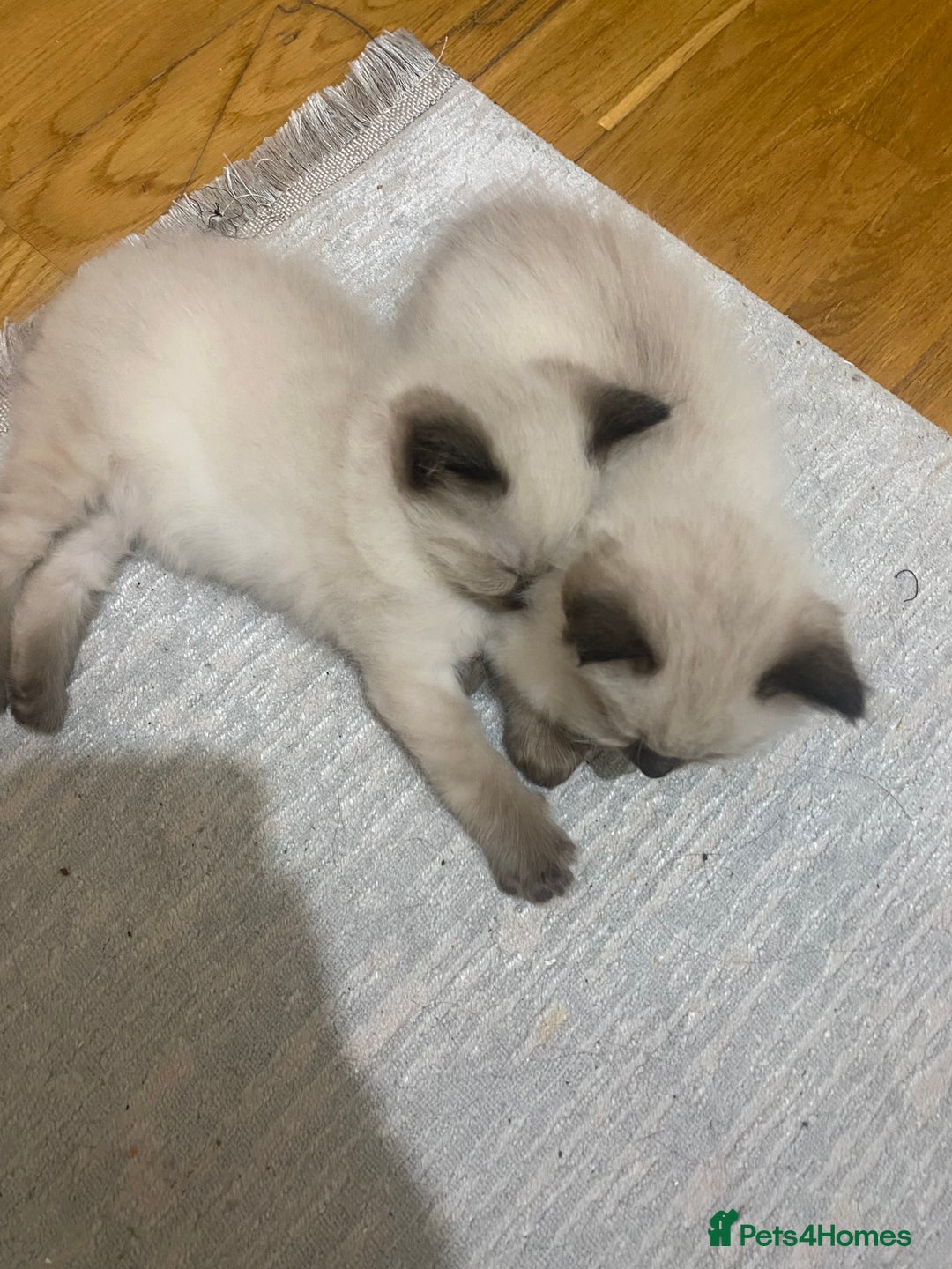 Ragdoll cats for sale: Ragdoll kittens - Advert 14