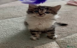 British Longhair cats for sale: Amazing fluffy kitten  - Image 2