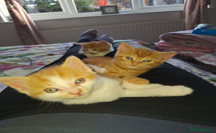 Domestic Shorthair cats - Advert 4