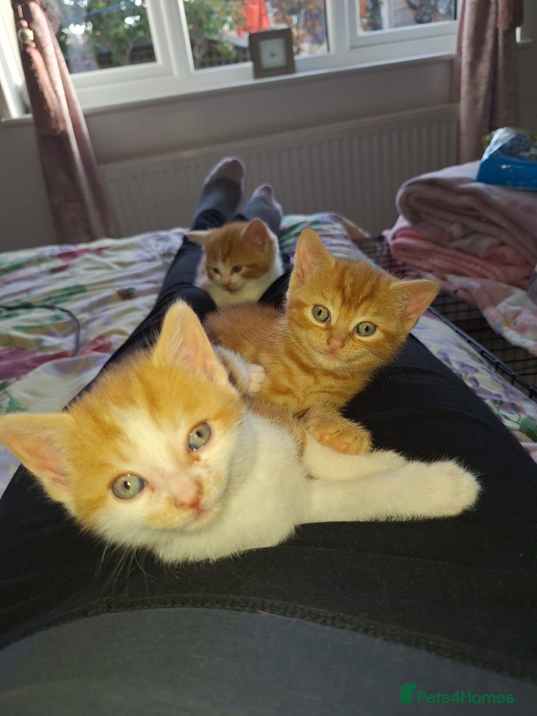 Domestic Shorthair cats for sale: Beautiful Ginger Kittens  - Image 1