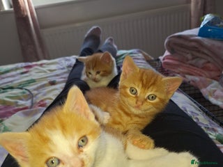 Domestic Shorthair cats - Advert 17