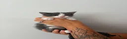 Mixed Breed cats for sale: Beautiful kittens - Advert 12