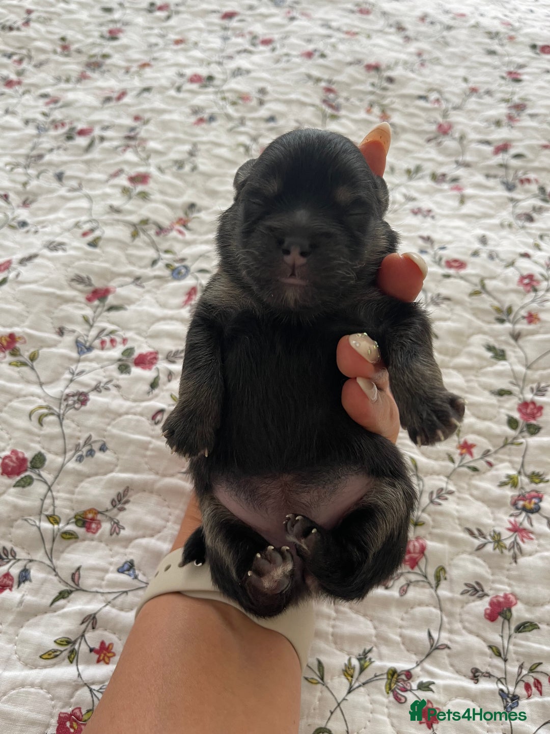 Pomeranian dogs for sale: Unique, extremely rare Pomeranian puppies ✨ - Image 21