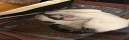 Mixed Breed cats for sale: Beautiful & Bonnie Boys & Mumma - Advert 7