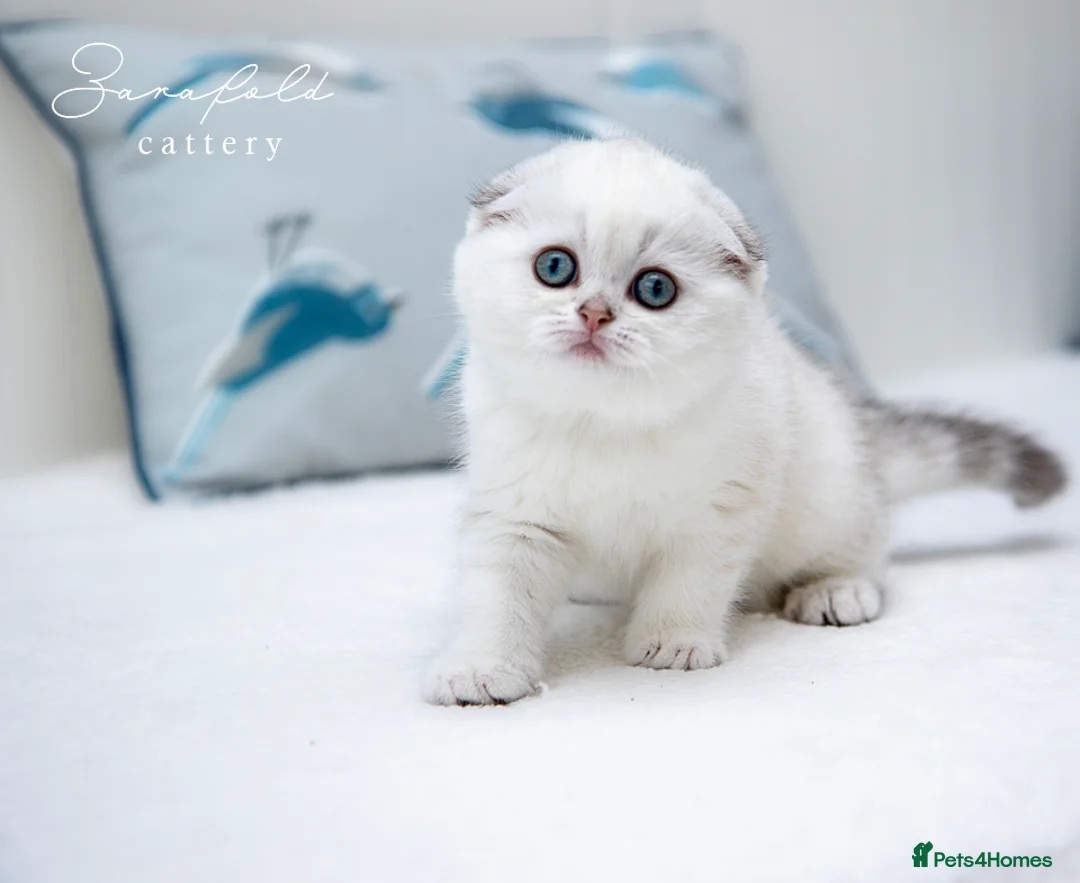 Scottish Fold cats for sale: 💙 Ulaya Ready to Move to Her New Home - Advert 2