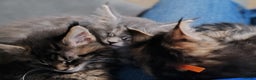 Maine Coon cats for sale: V. Vilma  - Advert 6