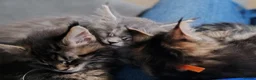 Maine Coon cats for sale: V. Vilma  - Advert 7