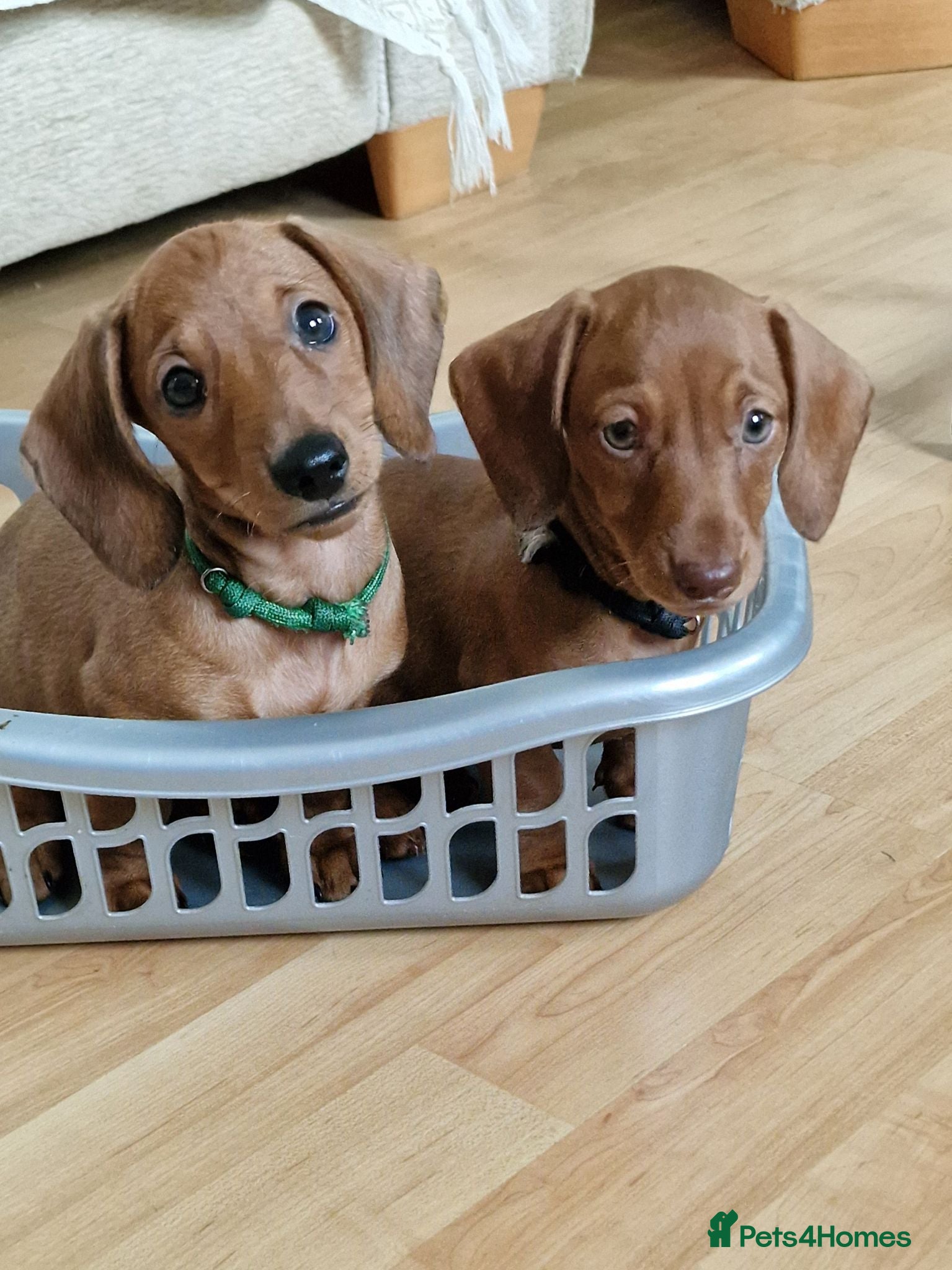 Miniature Dachshund dogs Stunning litter of Red miniature dachshunds - Advert 3