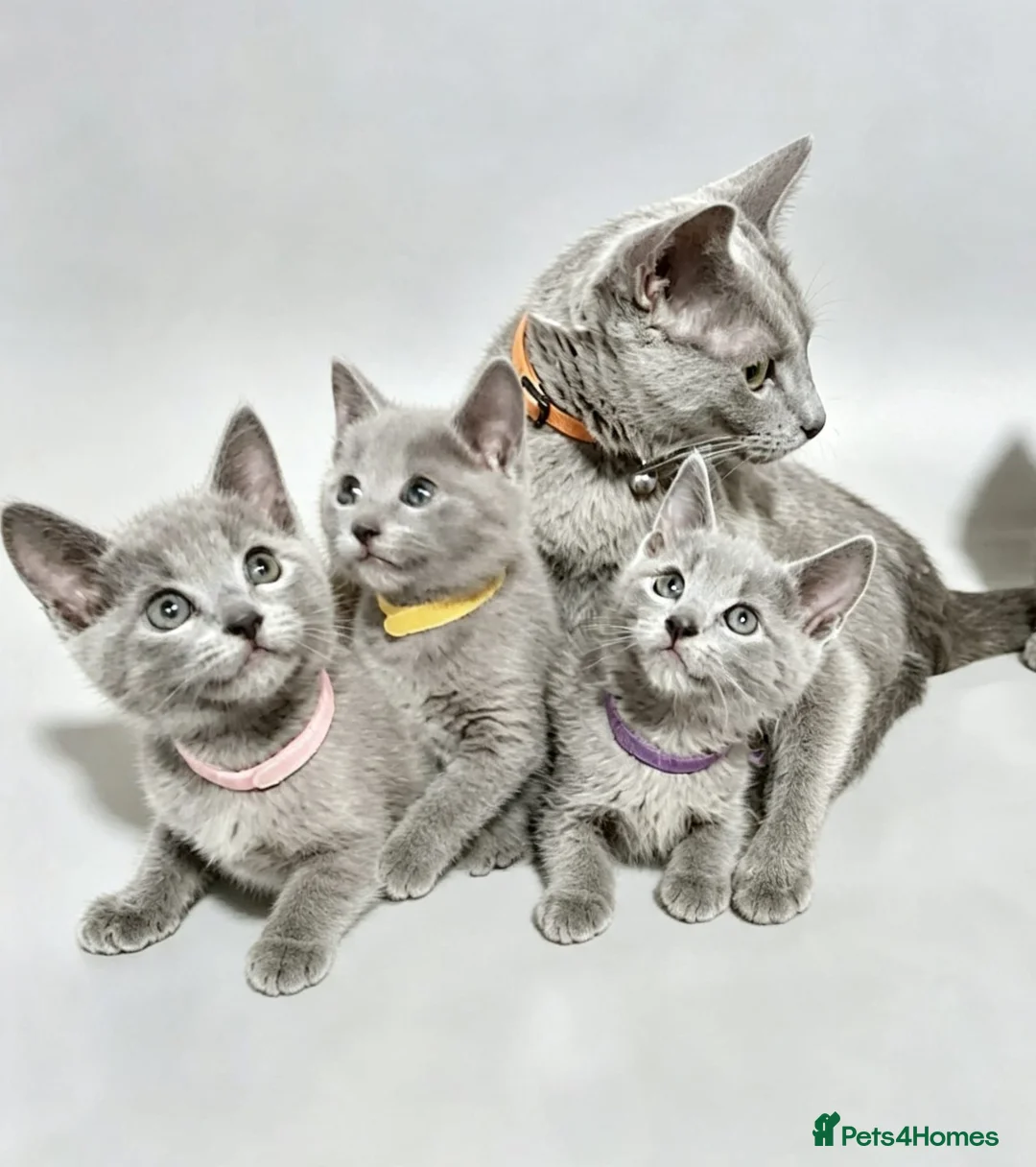 Russian Blue cats for sale: Pedigree Russian Blue kittens  - Advert 1