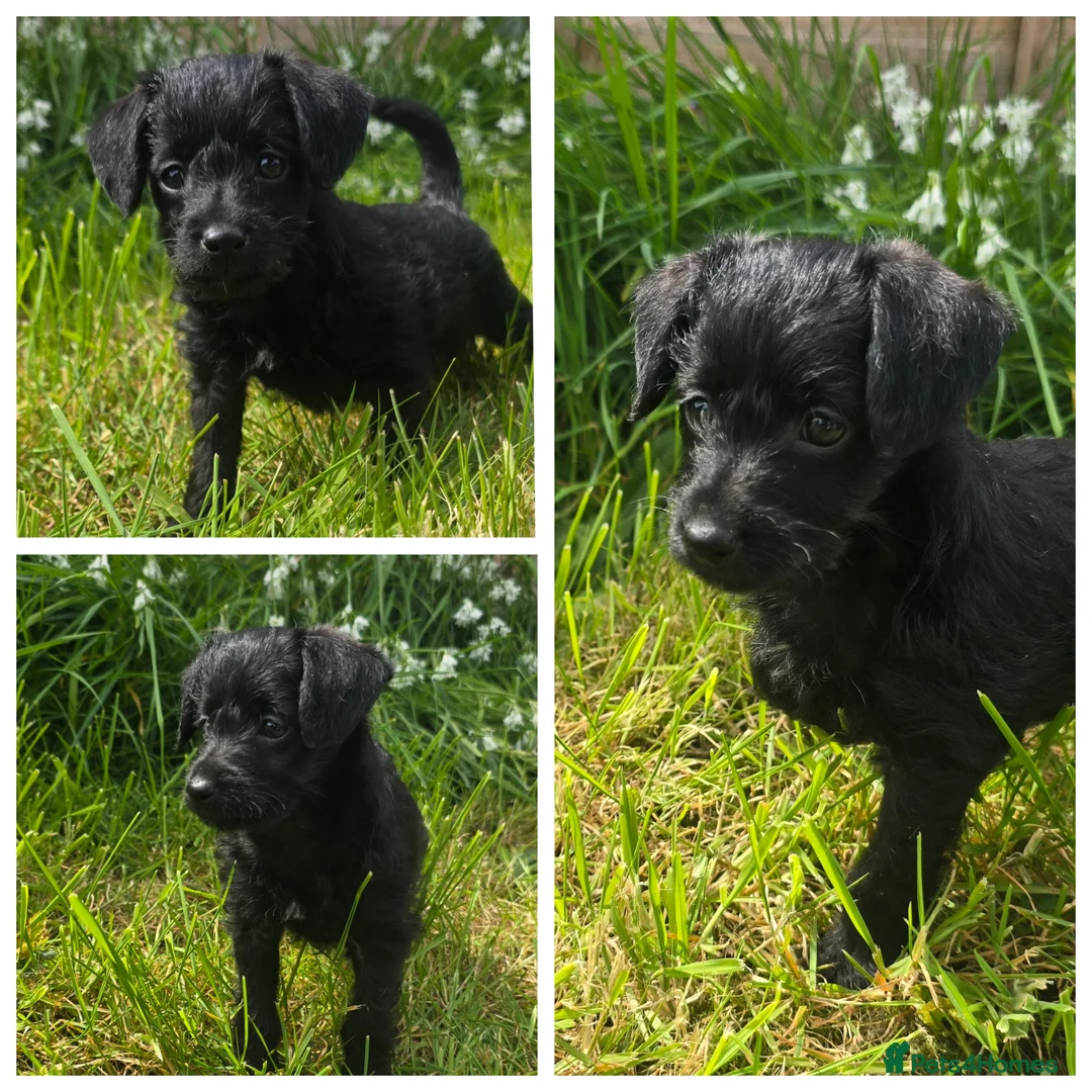 Jackapoo dogs for sale: Two gorgeous female Jackapoos puppies in Basingstoke - Advert 5