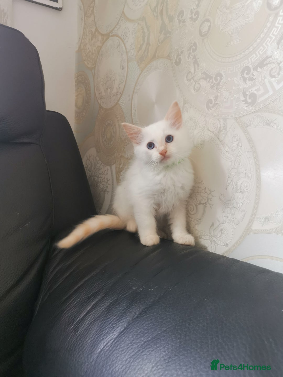 Ragdoll cats for sale: Pure breed health tested ragdoll kittens  - Image 11