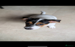 Jack Russell dogs for sale: Chunky Confident Terrier Pups for 5* Active Homes - Image 13