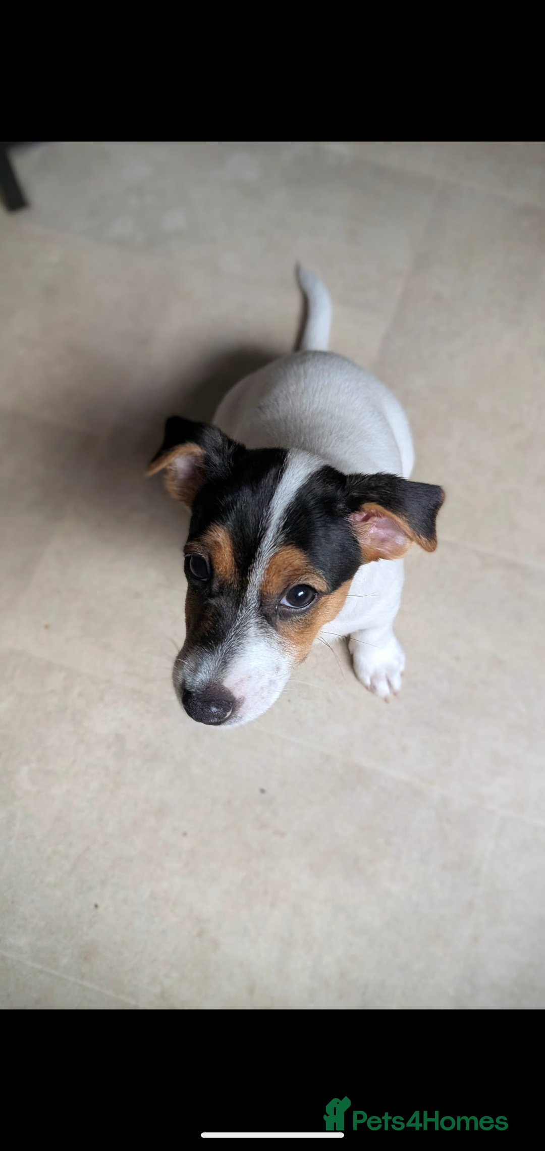 Jack Russell dogs for sale: Chunky Confident Terrier Pups for 5* Active Homes - Image 13