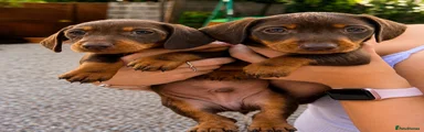 Green collar boy