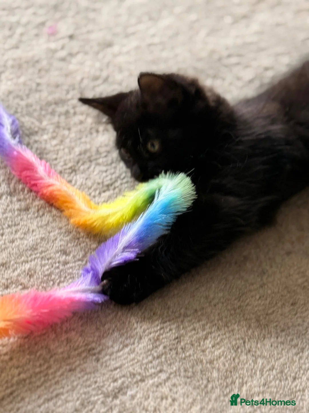 Mixed Breed cats for sale: Beautiful cocoa boy cat for sale  - Advert 2