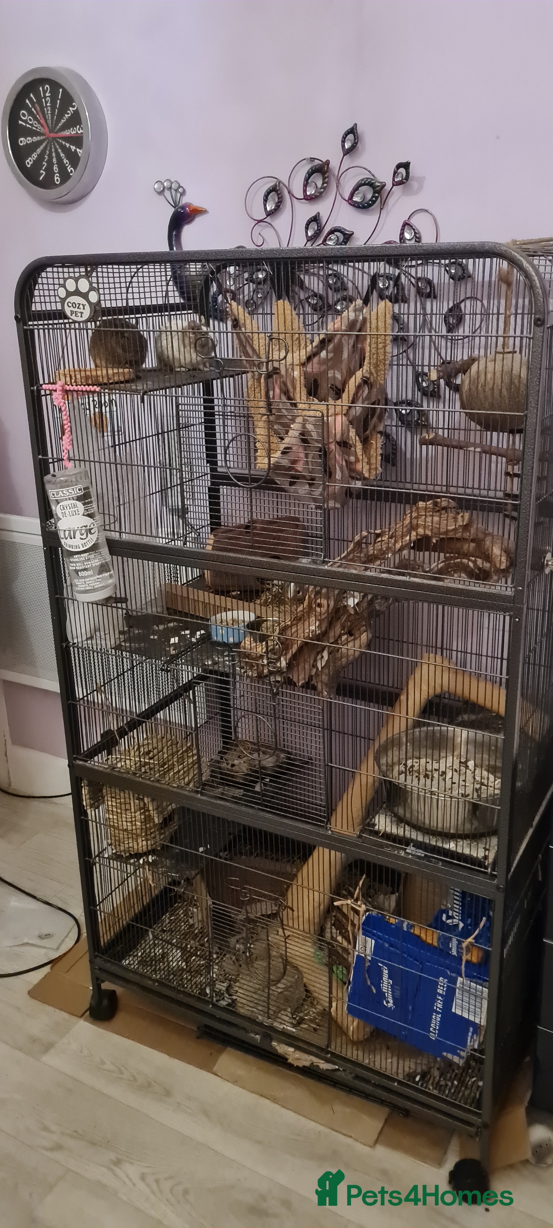 Degus rodents 3 young male Degus and whole cage set up for sale in Weymouth - Advert 1