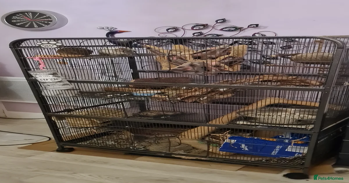 Degus Rodents for sale | Pets4Homes