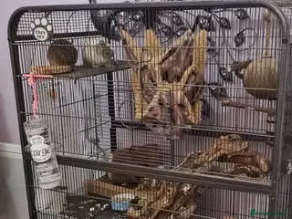 Degus rodents 3 young male Degus and whole cage set up for sale in Weymouth - Advert 1