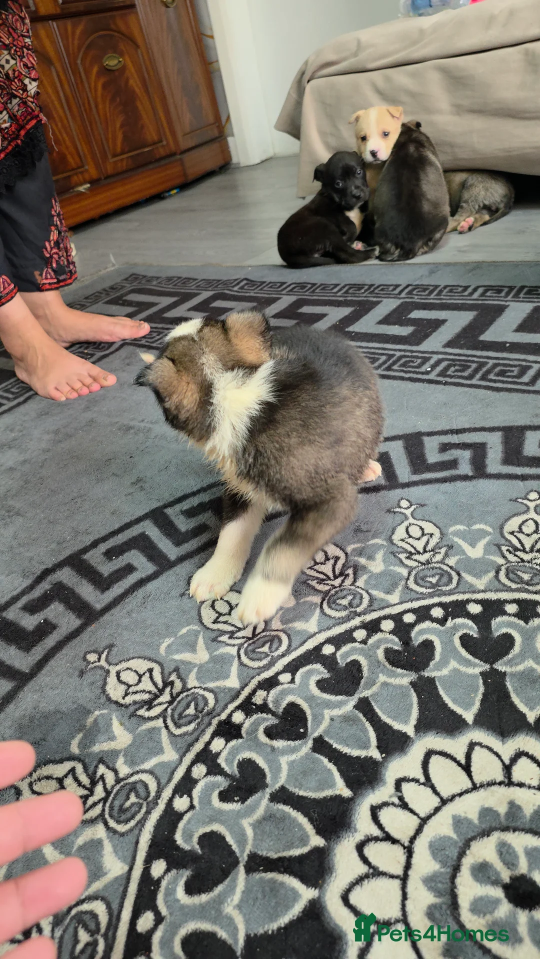 Mixed Breed dogs for sale: Siberian husky puppies  - Advert 6