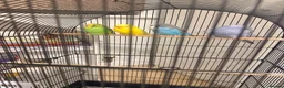 Budgerigars birds for sale: Budgerigars  in Ashford - Advert 3