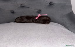 Cocker Spaniel dogs for sale: Working cocker spaniel  - Image 3