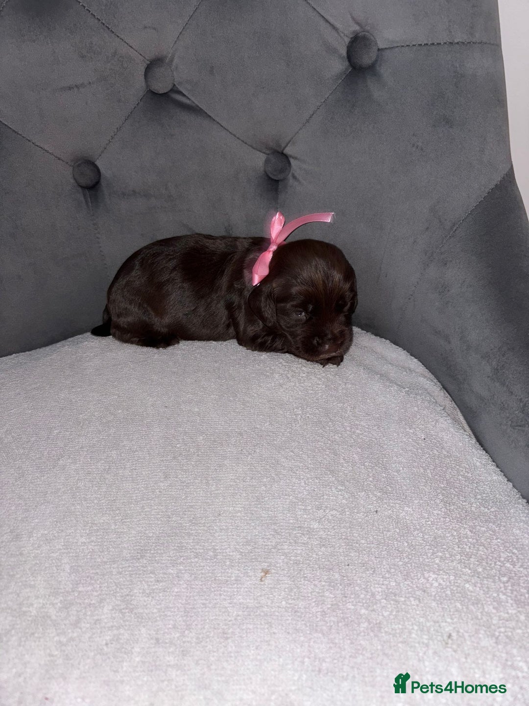 Cocker Spaniel dogs for sale: Working cocker spaniel  - Image 3
