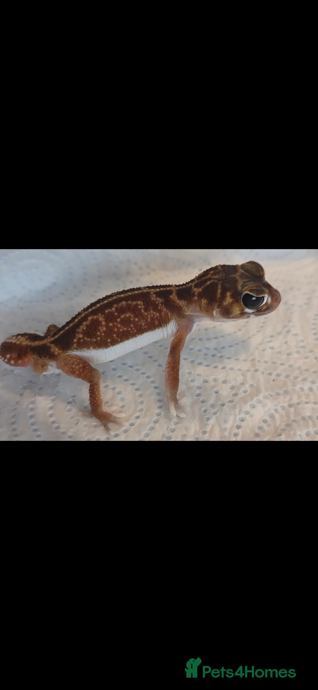 Gecko reptiles for sale: Smooth knob-tailed gecko  - Advert 3